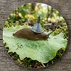 Stupid-Slug
