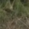 مولد الصور الإباحية بالذكاء الاصطناعي