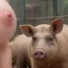 gerador de fotos pornô com IA