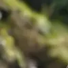 AI色情照片生成器