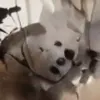 AI色情照片產生器