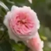 مولد الصور الإباحية بالذكاء الاصطناعي