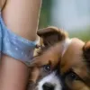 generatore di foto porno IA