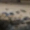 generatore di foto porno IA