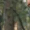 generatore di foto porno IA