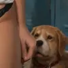 generatore di foto porno IA