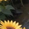 generatore di foto porno IA