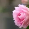 KI-Pornobildchen-Generator