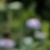 مولد الصور الإباحية بالذكاء الاصطناعي