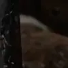 gerador de fotos pornô com IA