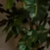 AI色情照片生成器