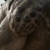 AI porn pic generator