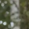 مولد الصور الإباحية بالذكاء الاصطناعي