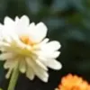 Penghasil gambar lucah AI
