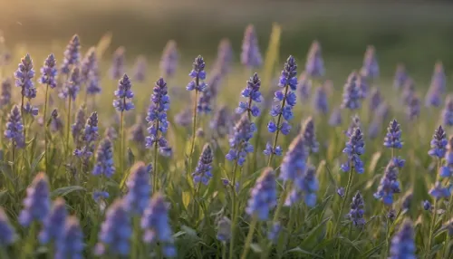 *Macro shot of a lush field covered in tiny blue wildflowers — bluebells and cornflowers, sharply detailed petals with dewdrops glistening in soft golden-hour light, vibrant colors, shallow depth of field, close-up focus on the delicate textures and intricate patterns of the flowers, gentle breeze causing slight movement, distant blurred sky with scattered clouds, hyper-realistic details, high-resolution textures, photorealistic style, 8K quality, trending on ArtStation, nature photography, fantasy landscape concept art*