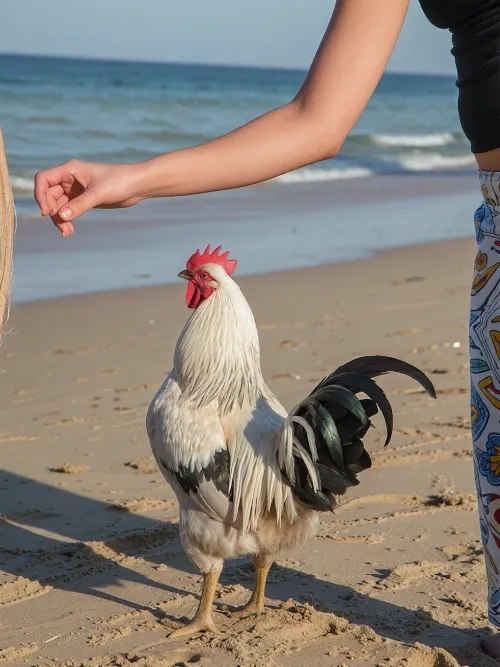 On the beach, Woman watching cock