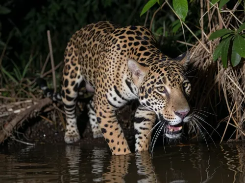 A giant Jaguar, strawling through the Jungle at night, a calm river flows beneath His Position, cinematic shot, dynamic lighting, 75mm, Technicolor, Panavision, cinemascope, sharp focus, fine details, 8k, HDR, realism, realistic, key visual, film still, cinematic color grading, depth of field.